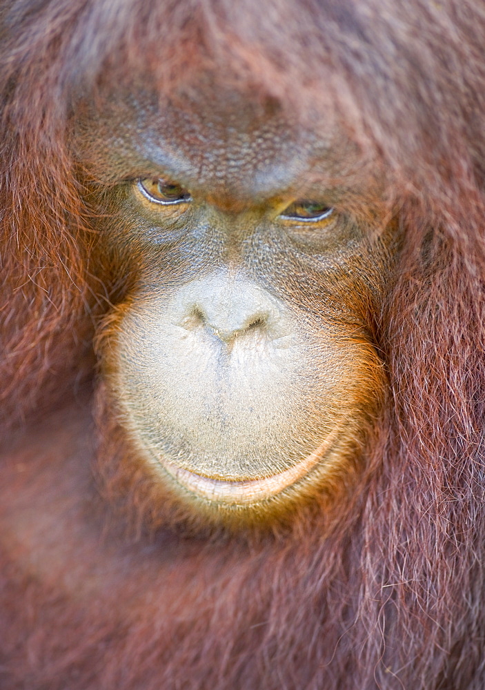 Wild Orang Utan, Single.  Poring Hot Springs, Sabah, Boneo, Asia