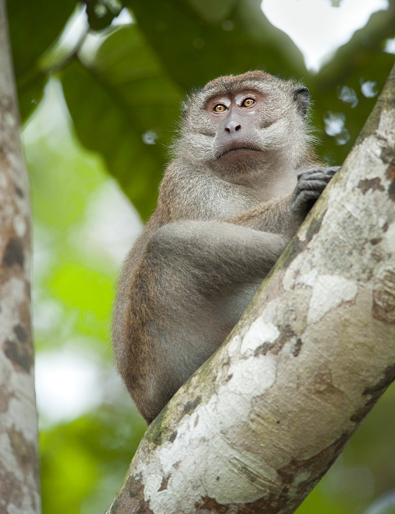 Wild Adult Male Long Tailed Macaque (Macaca Fascicularis).  Kinabatanga Jungle, Sabah, Boneo, Asia