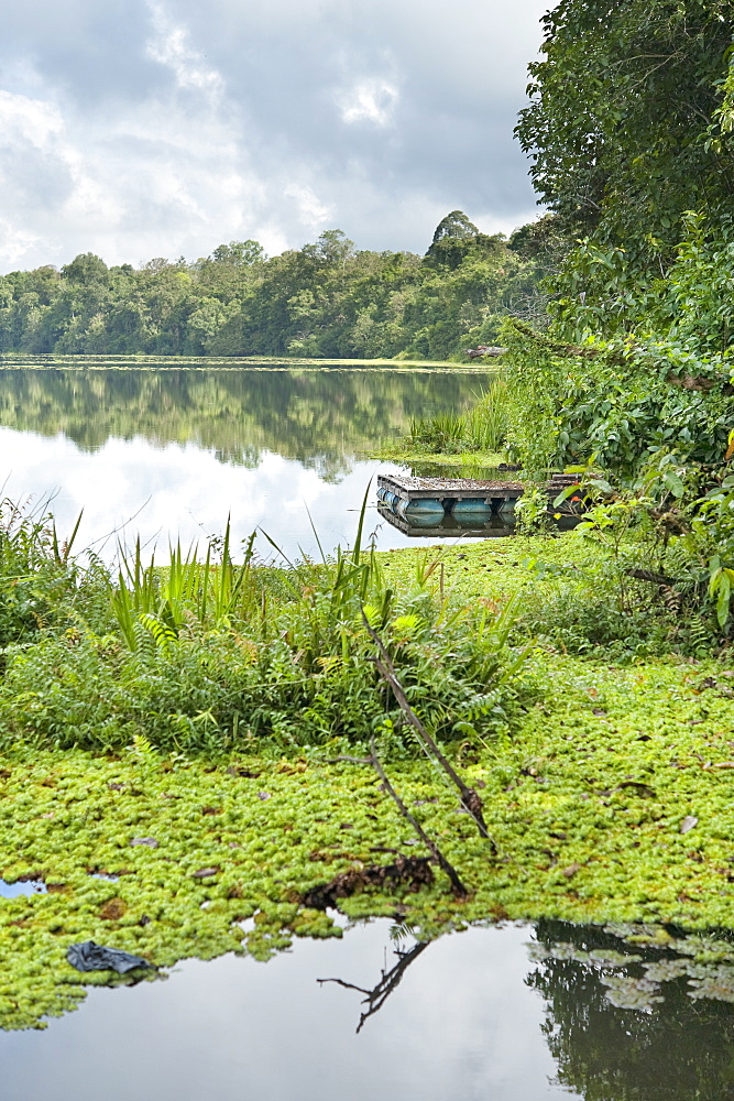 Lake in Kinabatanga Jungle. Kinabatanga Jungle, Sabah, Borneo, Malaysia