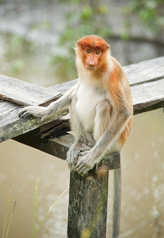 Wild Adult Proboscis Monkey (Nasalis larvatus). Endangered.; Sepilok Orangutan Rehabilitation Centre; Sandakan; Sabah; Borneo; Malaysia