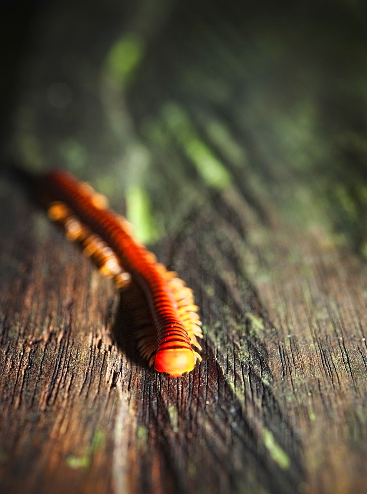 Large Red Millipede, Mulu National Park, Sarawak, Borneo, Malaysia