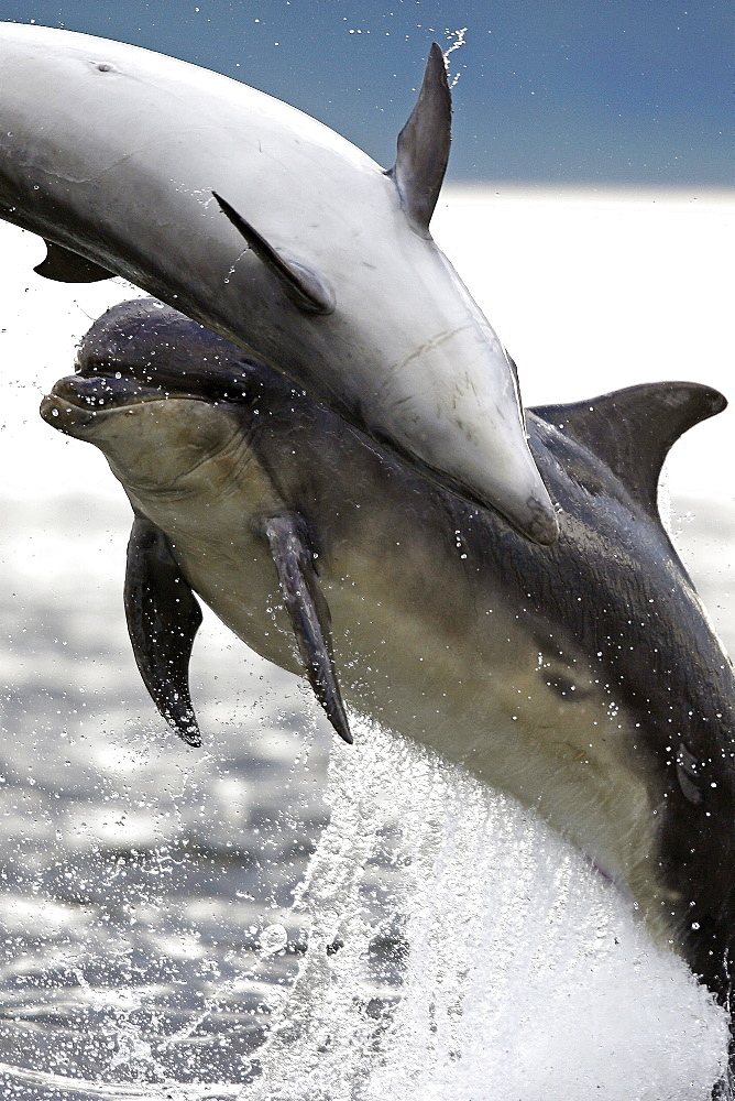 Bottlenose dolphins (Tursiops truncatus) two breaching together in the Moray Firth, Scotland