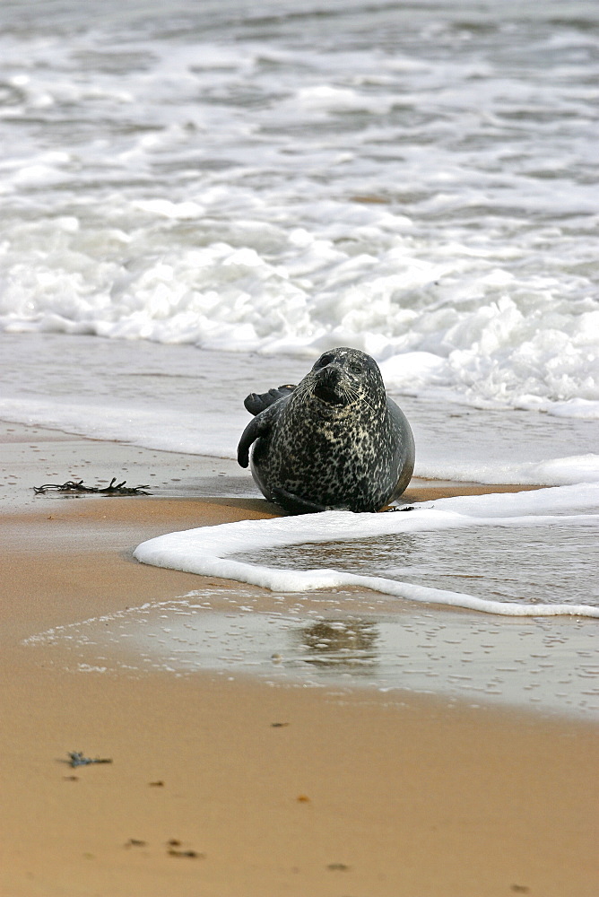 Harbour / Common seal (Phoca vitulina) about to be lifted by the tide. NE Scotland   (RR)