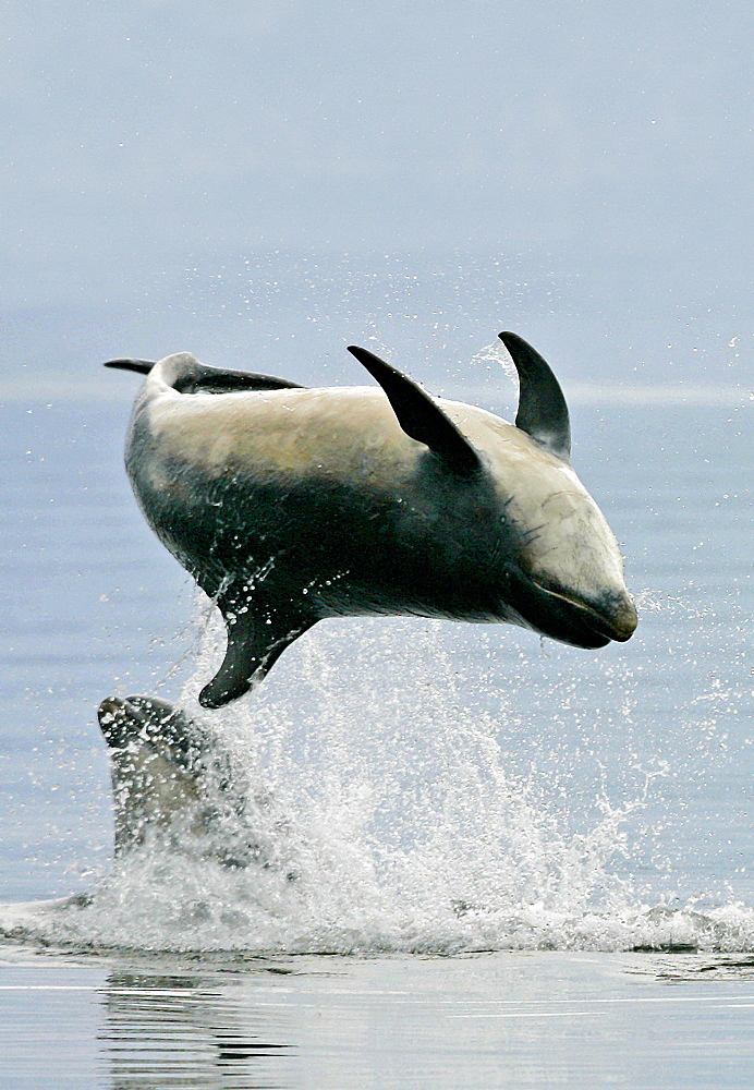 A Bottlenose Dolphin (Tursiops truncatus) breaches inverted from the Moray Firth, Scotland.