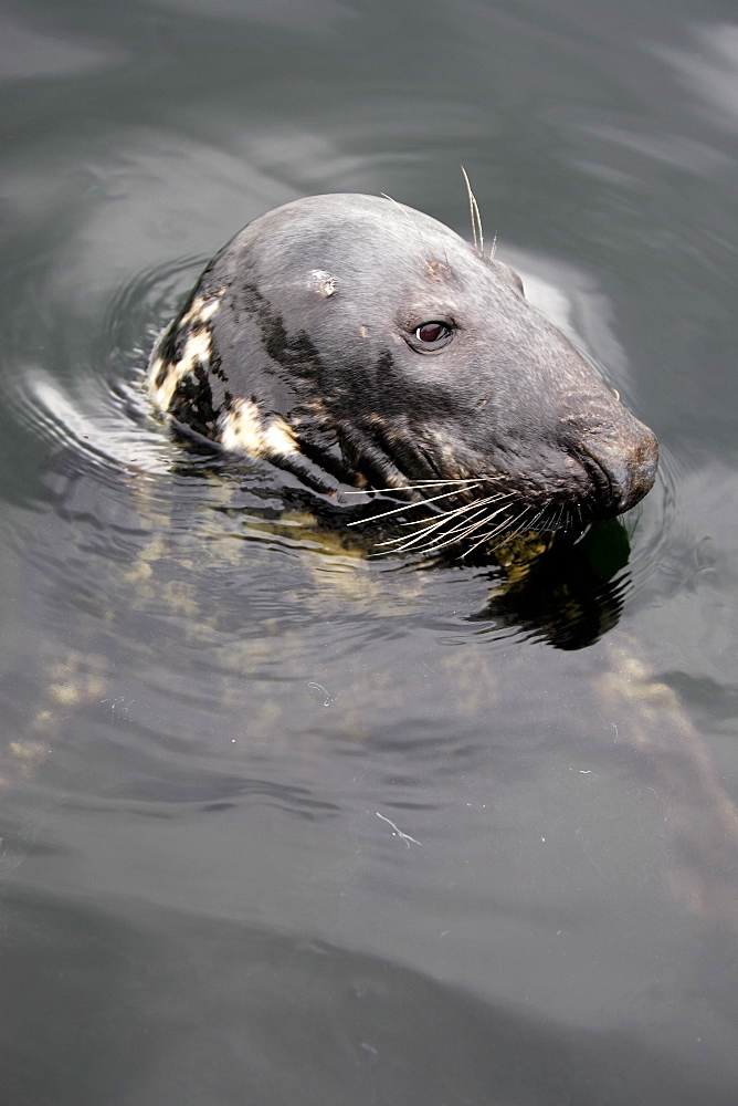 A curious bull Grey Seal (Halichoerus grypus)  in Gairloch Harbour, Scotland.