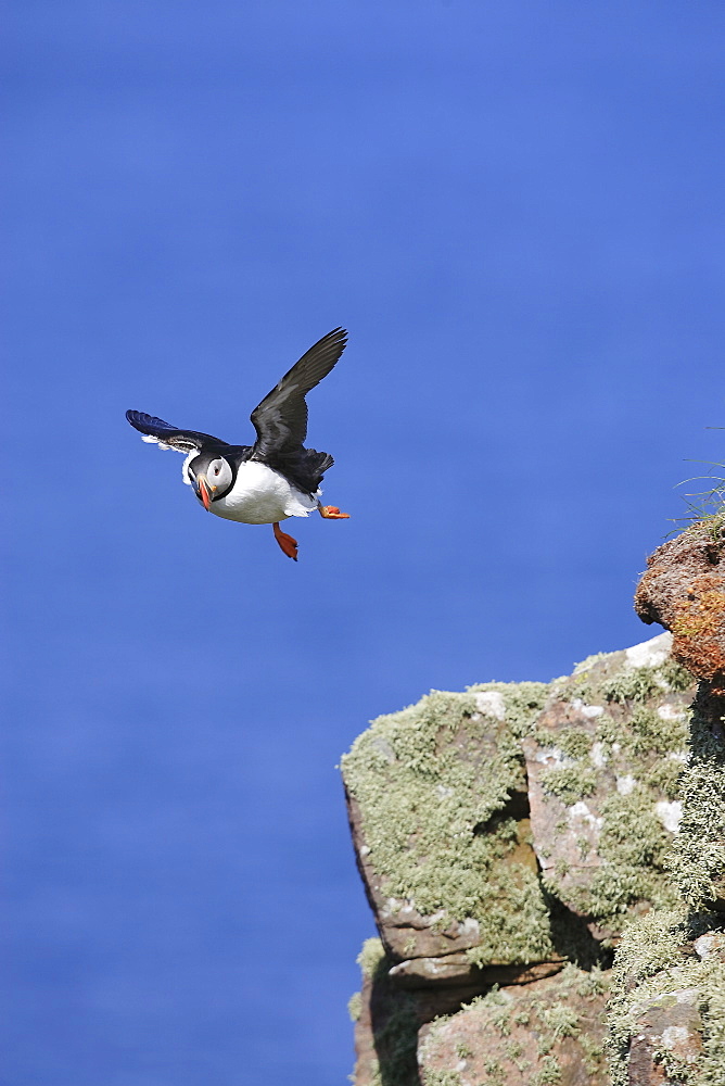 A Puffin (Fratercula arctica) in mid flight, Handa Island, Scotland.