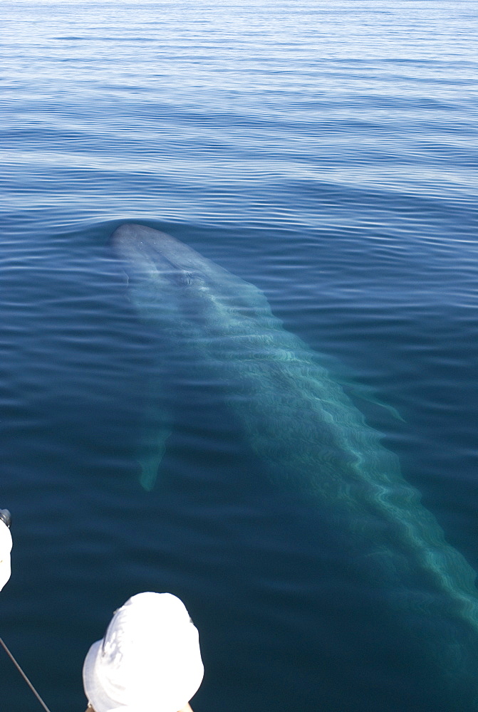 Blue whale (Balaenoptera musculus) Gulf of California. A blue whale surfaces under the curious gaze of a tourist. The pectoral fins are extended.