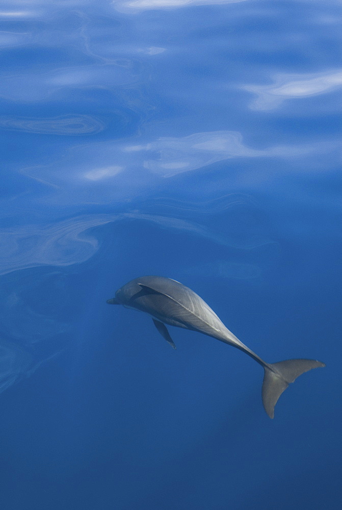 Common Dolphins. Baja, Mexico   (RR)