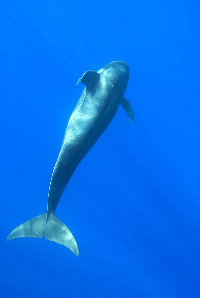 Short finned pilot whale (globicephala macrorynchus) A pilot whale and fish. Canary Islands.        (rr)