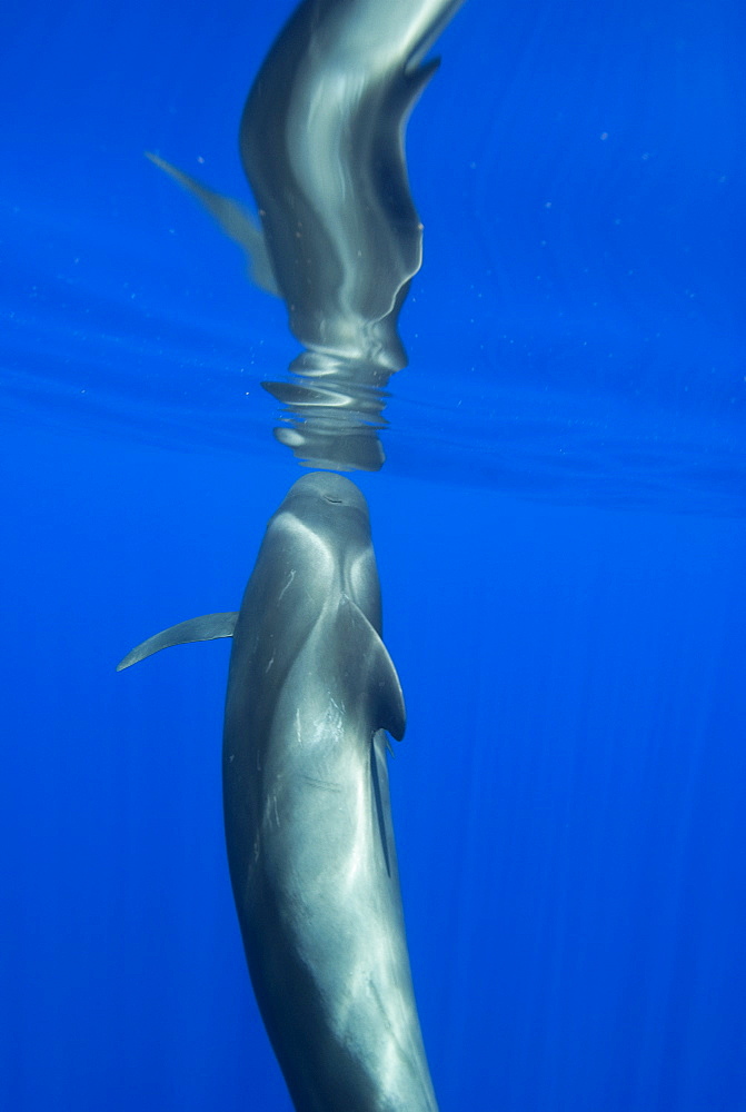 Short finned pilot whale (globicephala macrorynchus)The bizarre refelctions of the seas surface and a young pilot whale. Canary Islands.