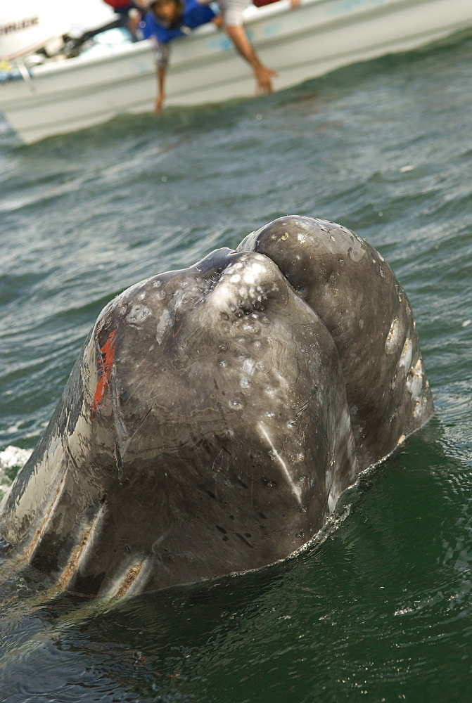 Gray whale (eschrictius robustus) A gray whale sticks the top of its head out of the water beside a boat. Pacific Mexico.