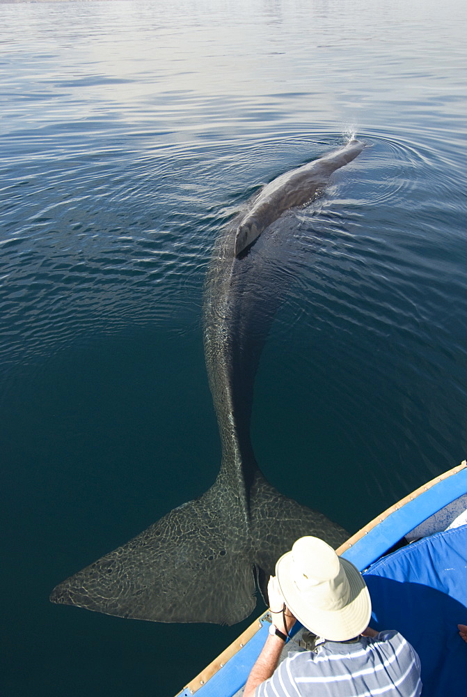 Sperm whale (physeter macrocephalus) A sperm whale under a whale watching boat and tourist. The Gulf of California.