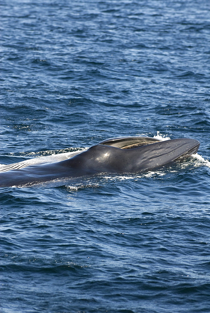 Brydes whale (balaenoptera edeni) A Bryeds whale lunge feeding.Gulf of California.