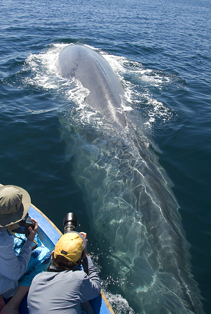 Blue whale (balaenoptera musculus) A blue whale passes underneath tourists in a small boat. The Gulf of California.