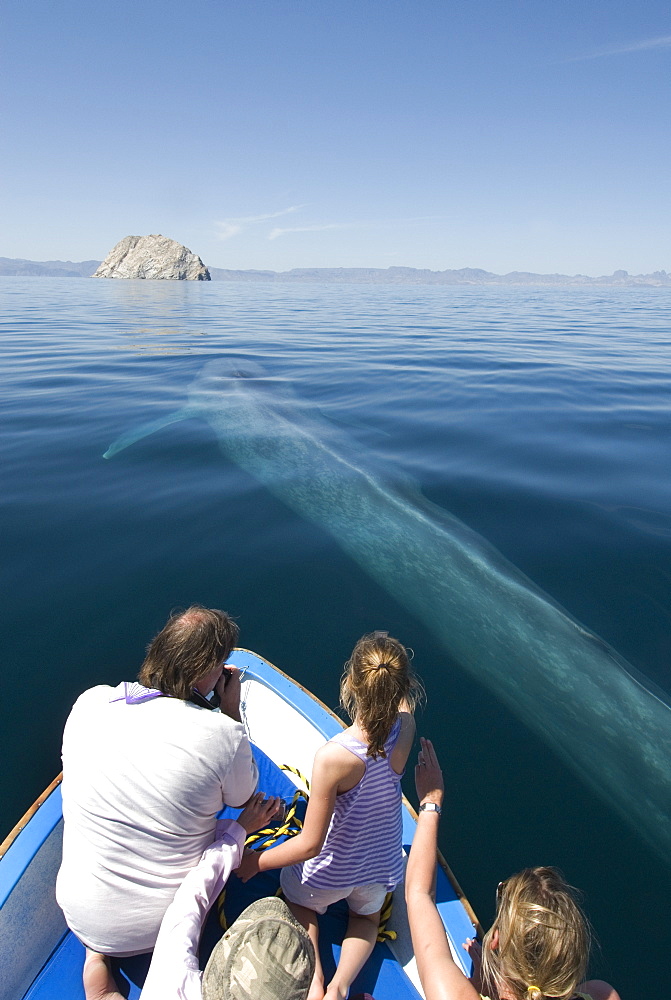 Blue whale (balaenoptera musculus) A blue whale passes beside a tourist boat. Gulf of California.