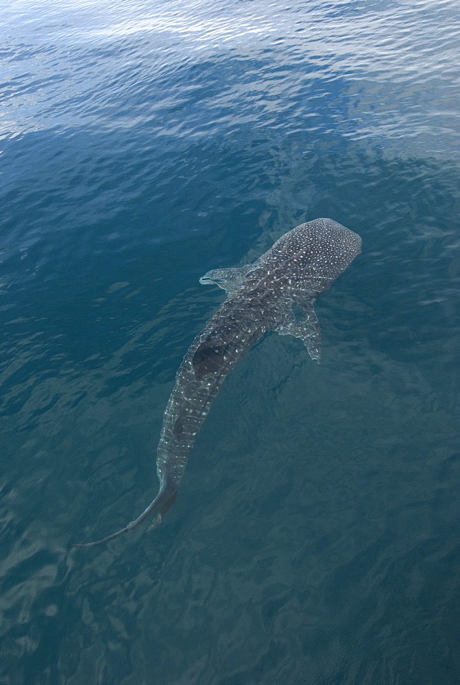 Whale shark (rincodon typus) A whale shark trawls for food.Gulf of California