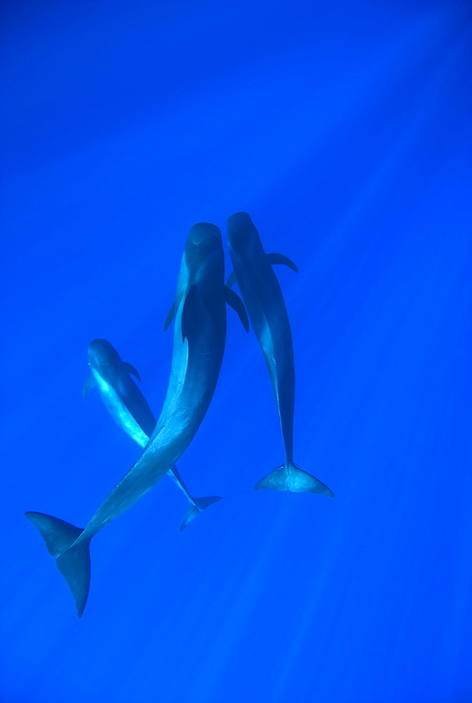 Pilot whale (globicephala macrorynchus) Three pilot whales of differing size. Canary Islands