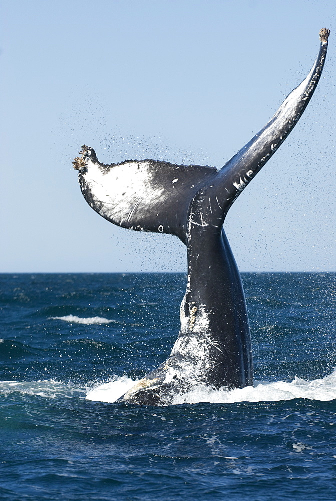Humpback whale (megaptera novaeangliae) A lobtailing humpback whale. Gulf of California.