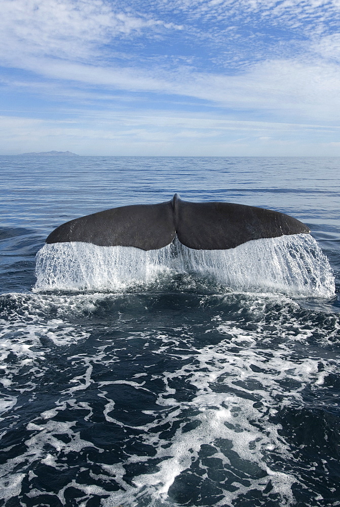 Sperm whale (physeter macrocephalus) A sperm whale tail. Gulf of California).