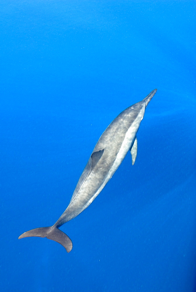 Atlantic spotted dolphin (stenella frontalis)  . A spotted dolphin in a calm sea. Eastern Caribbean