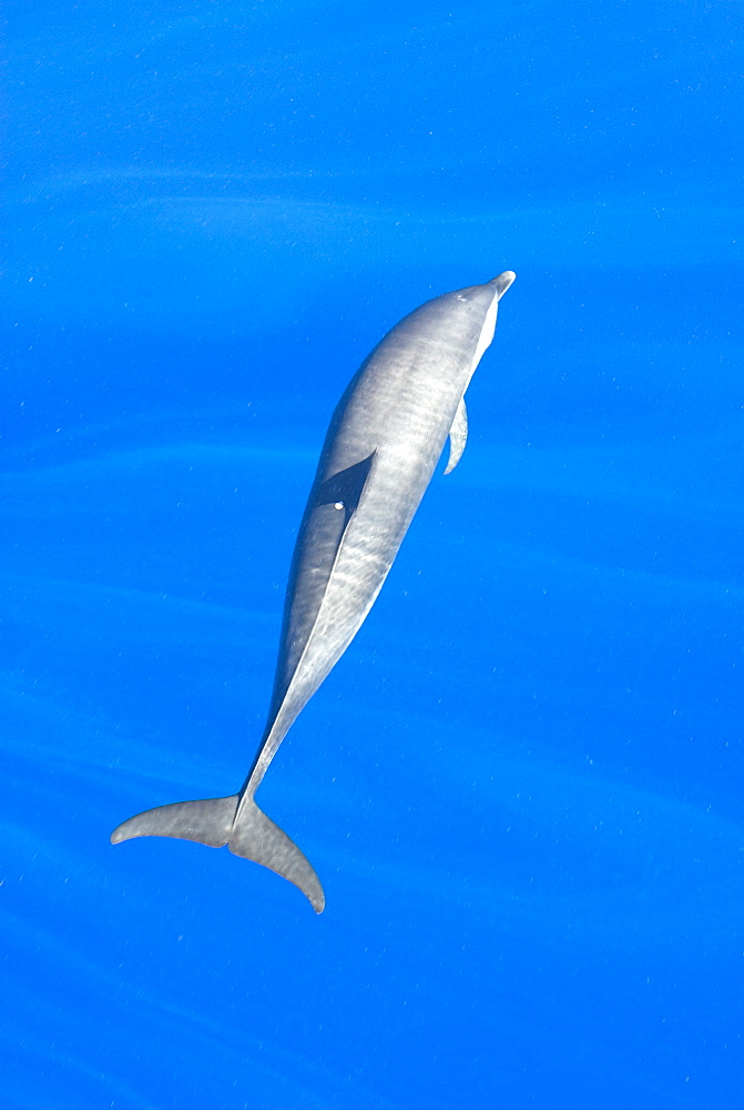 Atlantic spotted dolphin (stenella frontalis)  . A spotted dolphin with a small pink spot to the left side of its dorsal fin. Eastern Caribbean