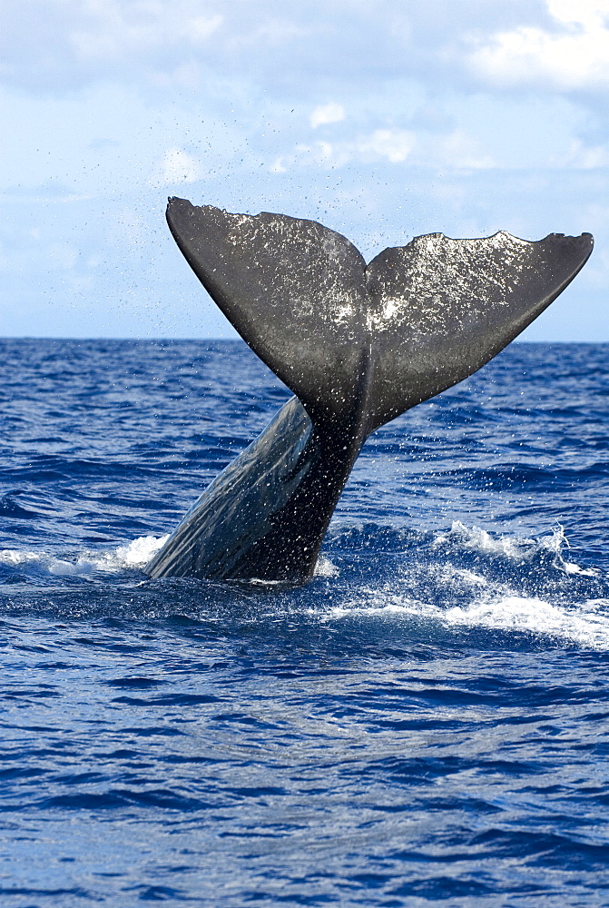 Sperm whale (physeter macrocephalus)  . A sperm whale tail. Eastern Caribbean