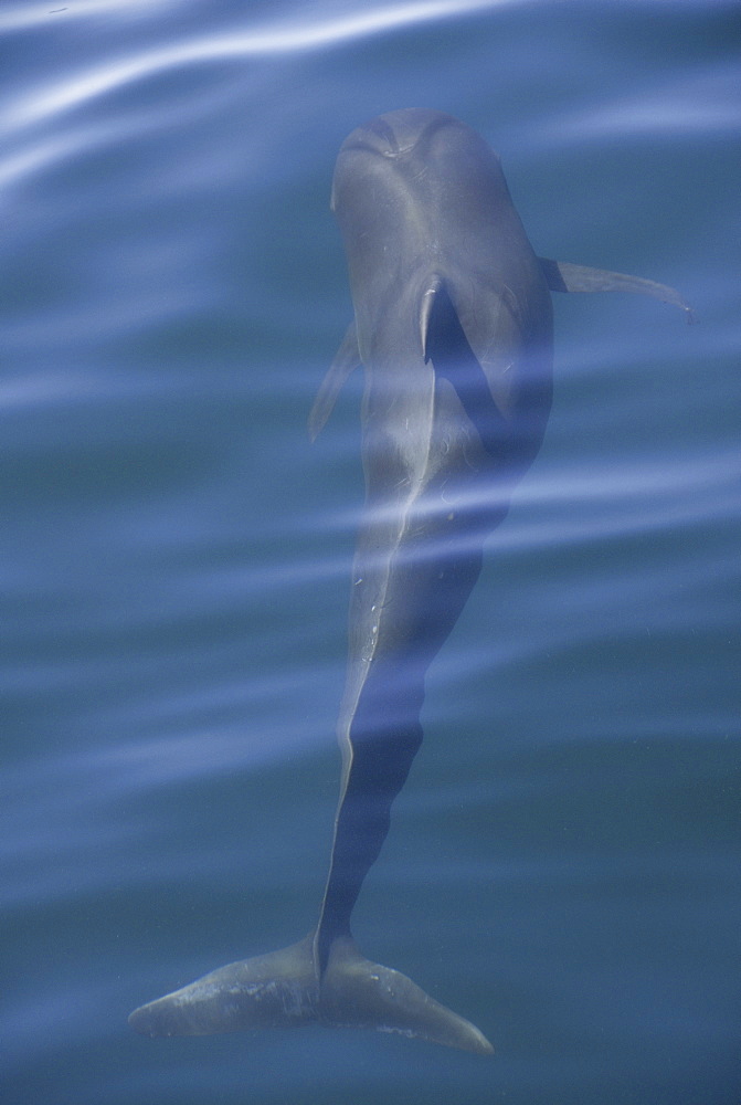 Short finned pilot whale (Globicephala macrorynchus). The outline of a pilot whale showing the saddle patch and markings on the head.  Gulf of California.