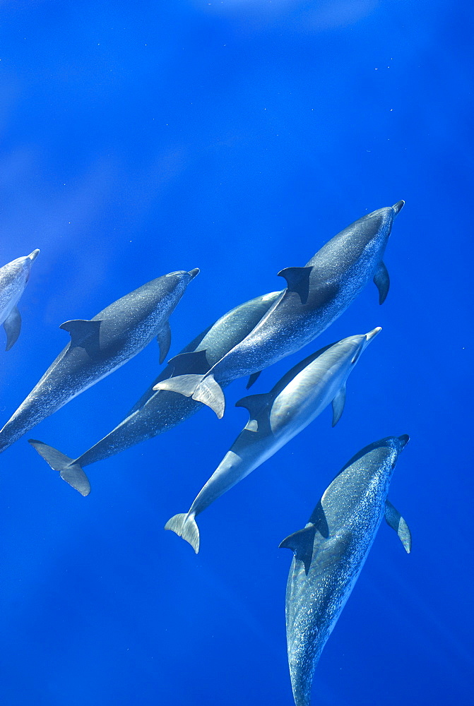 Spotted dolphins (Stenella frontalis) in silky water, Azores, Portugal, Atlantic, Europe