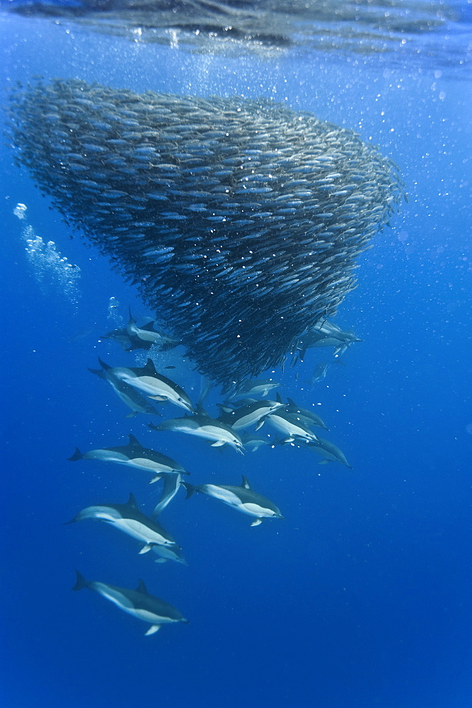 Common dolphins (Delphinus delphis) preying on blue jack mackerel (Trachurus picturatus), Azores, Portugal, Atlantic, Europe