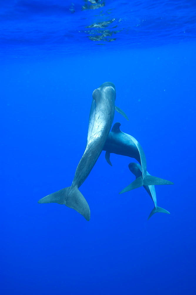 Socialising short finned pilot whale (Globicephala macrorynchus), Canary Islands, Spain, Atlantic, Europe