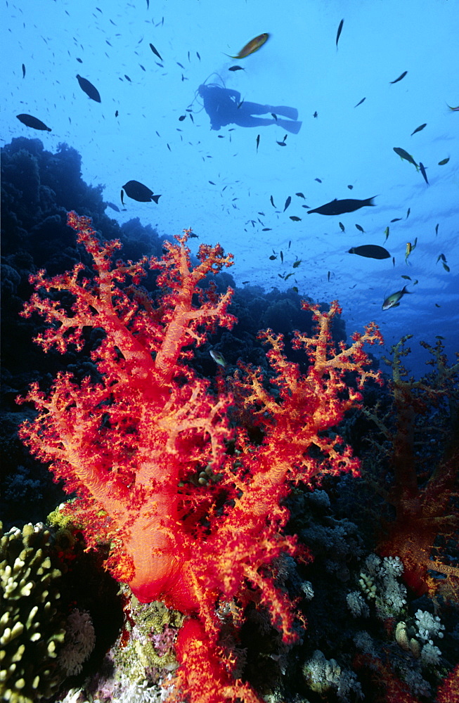 Diver swimming above red soft coral