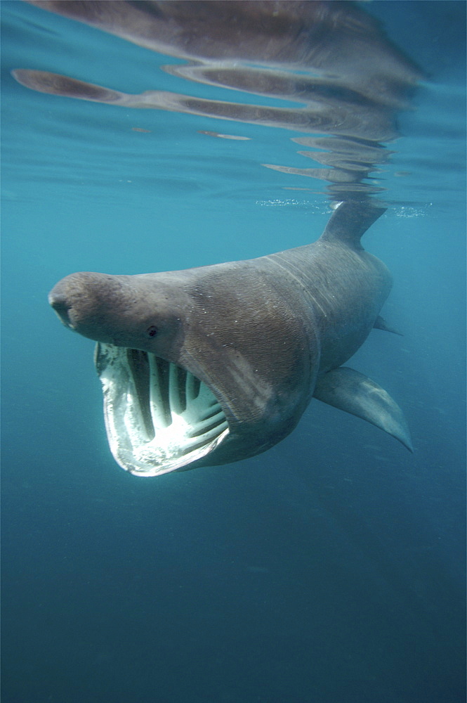 basking shark feeding in the UK, 