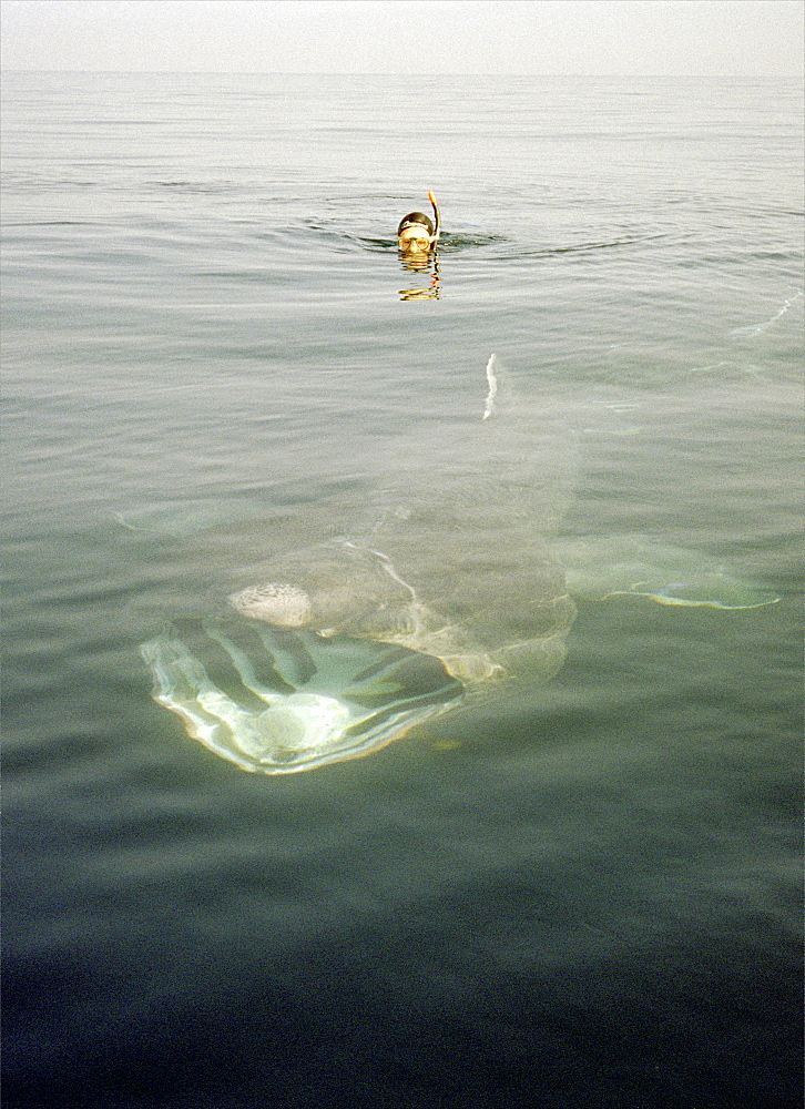 basking shark feeding in the UK, 