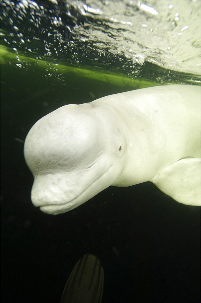 Beluga whales in the white sea . Russia