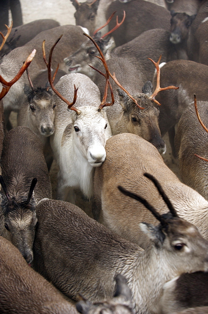 sorting out reindeer in pen before going to market