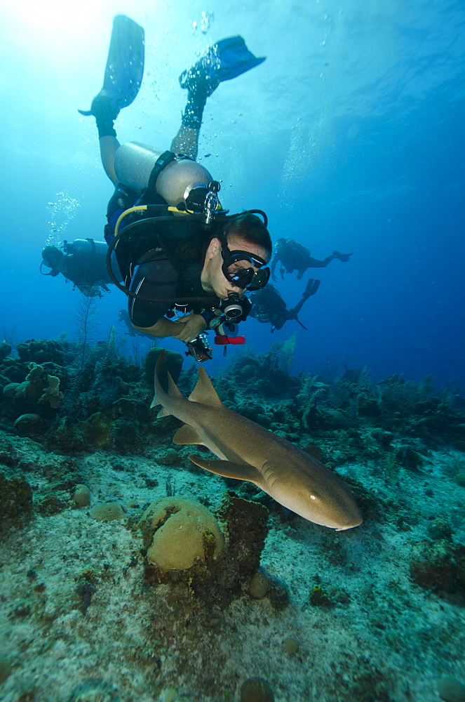 Close encounters with Nurse shark on G Spot Reef, Turks and Caicos, West Indies, Caribbean, Central America