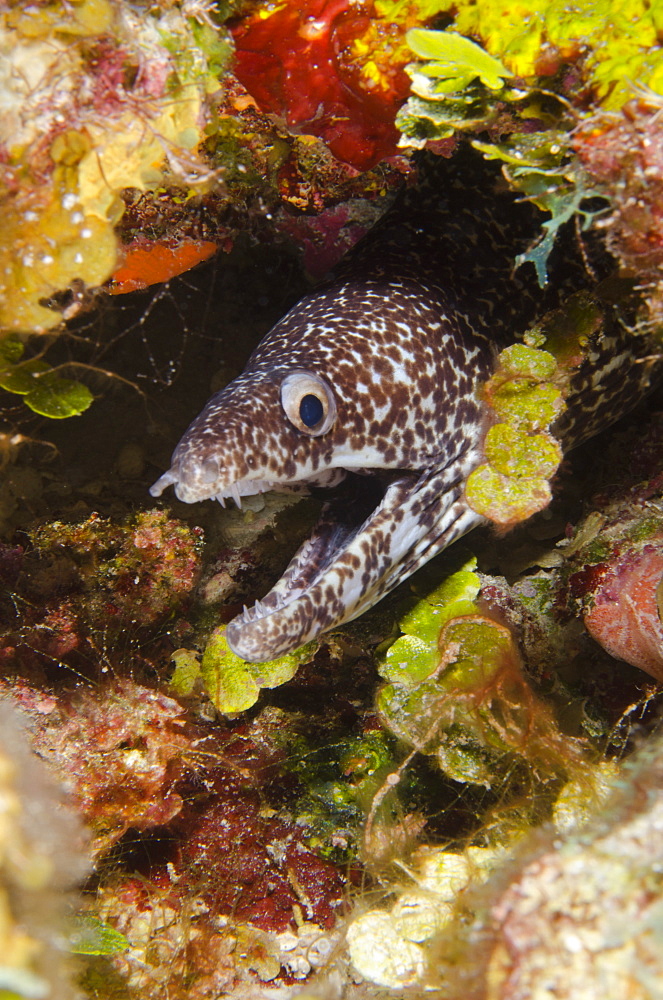 Spotted moray eel in reef, Turks and Caicos Islands, West Indies, Caribbean, Central America 