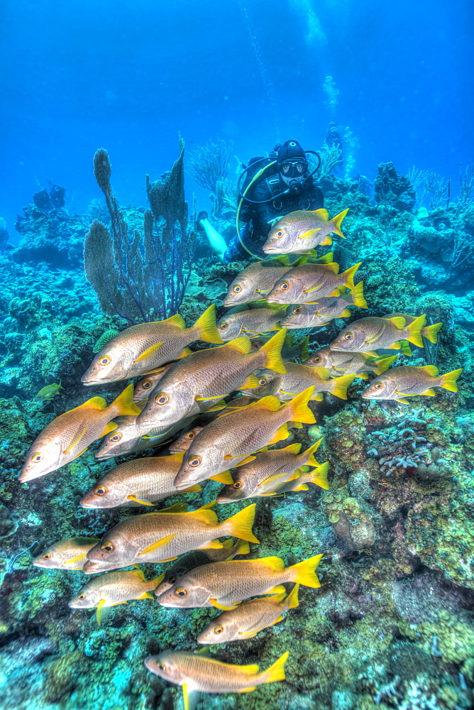 Snapper in¬† HDR image shot in the Turks and Caicos Islands, West Indies, Central America