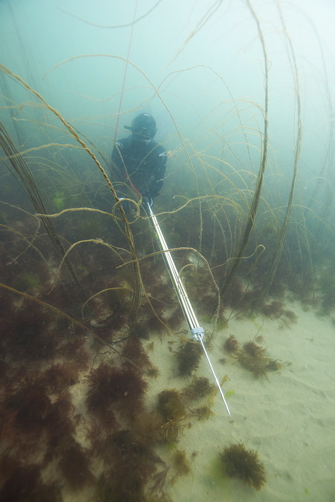 British Spearfishing Championships, Thurlestone, Devon, England, United Kingdom, Europe