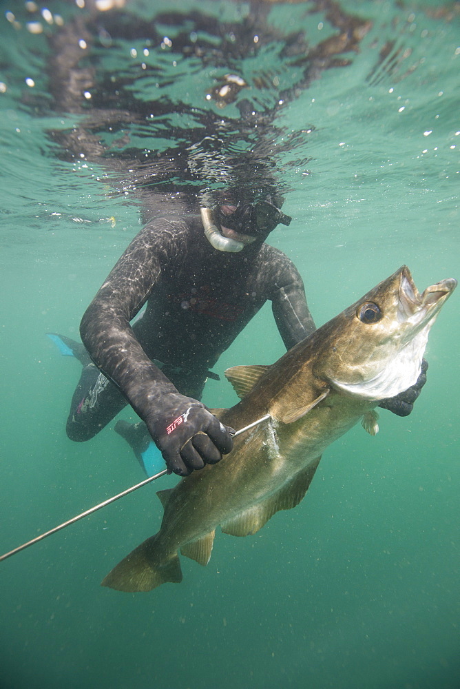 British Spearfishing Championships, Thurlestone. Devon, England, United Kingdom, Europe