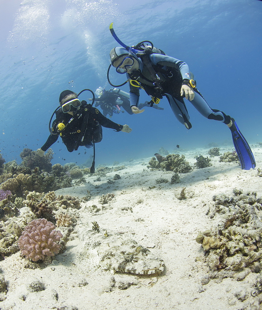 Family looking at Crocodile fish, Egypt, North Africa, Africa