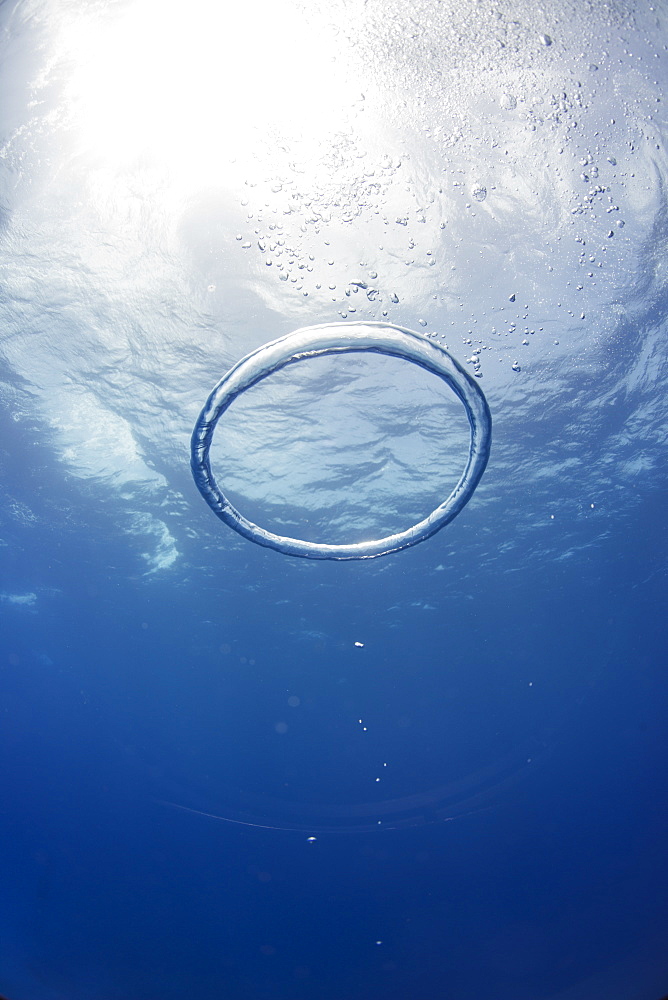 Bubble ring, Bahamas, West Indies, Central America