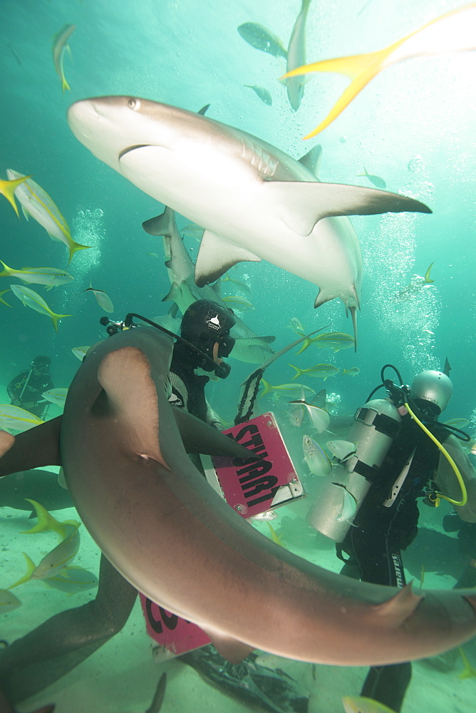 Shark feeding at Stuart Cove, Bahamas, West Indies, Central America