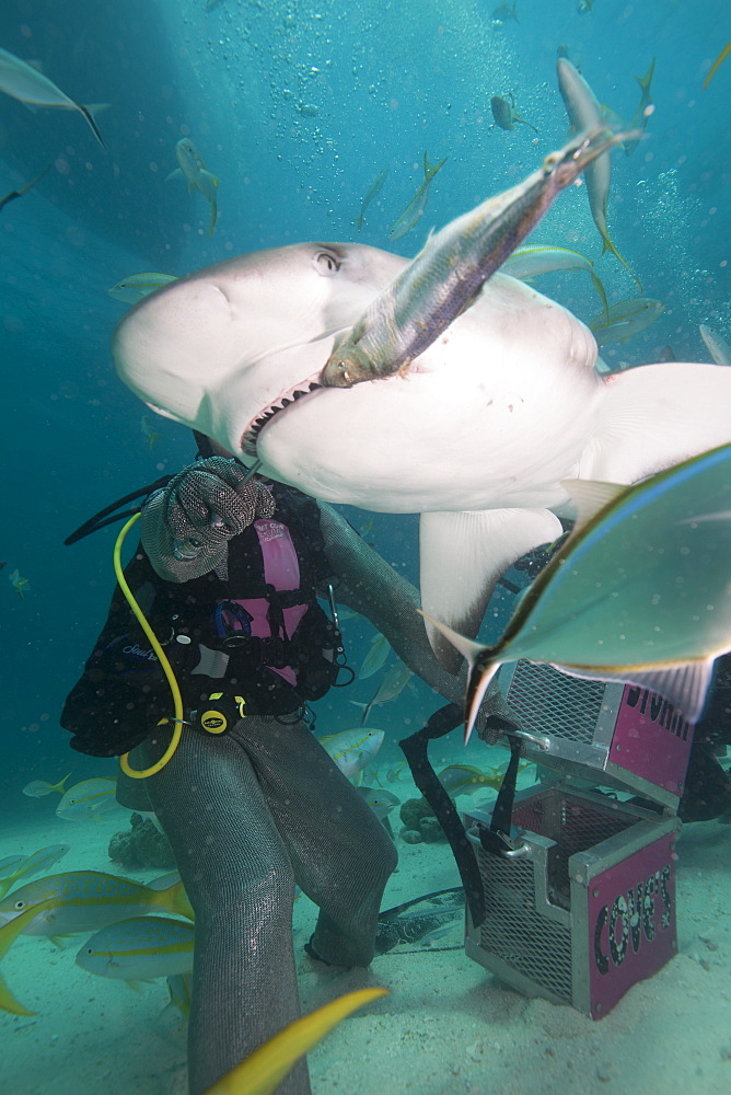 Shark feeding at Stuart Cove, Bahamas, West Indies, Central America