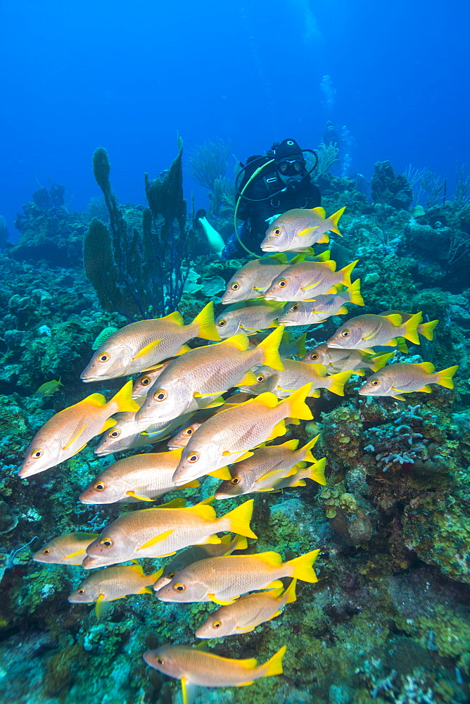 Diver watching schooling snapper fish in Turks and Caicos Islands, West Indies, Central America