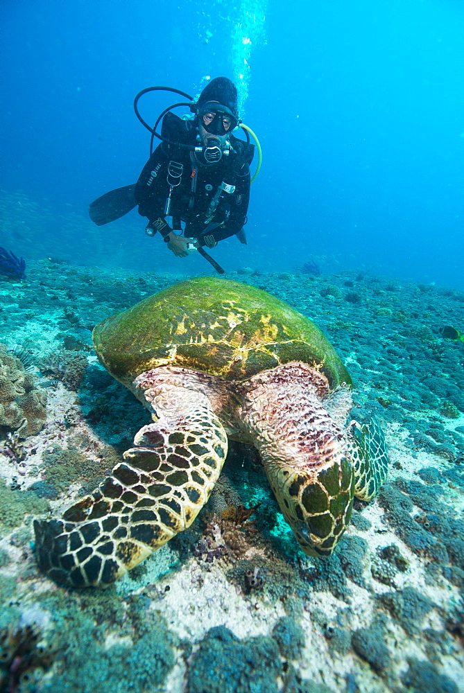 Diver and Hawksbill turtle, Dimaniyat Islands, Gulf of Oman, Oman, Middle East