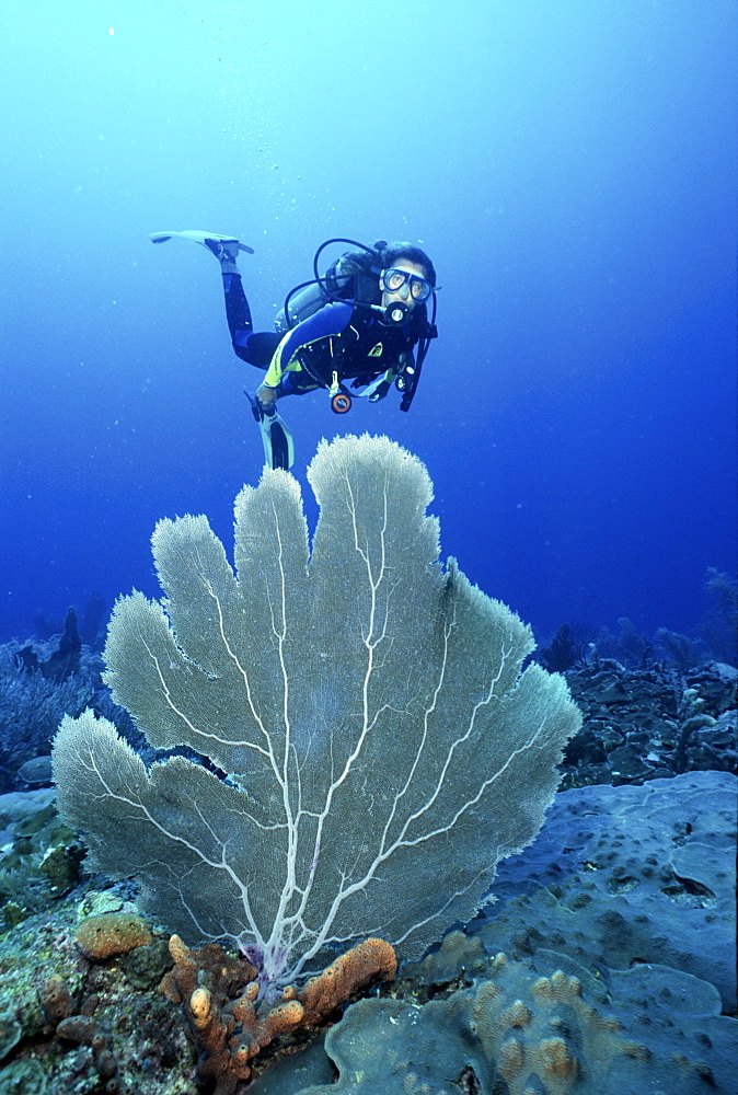 divers enjoying reef diving in Barbados, Caribbean