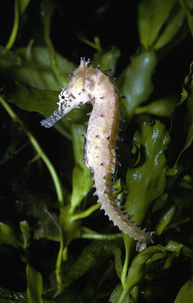 Seahorse (currently unidentified). 