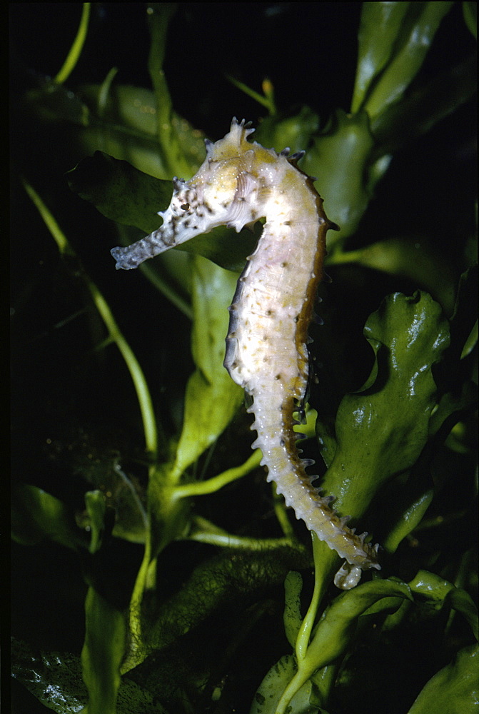 Seahorse (currently unidentified). 