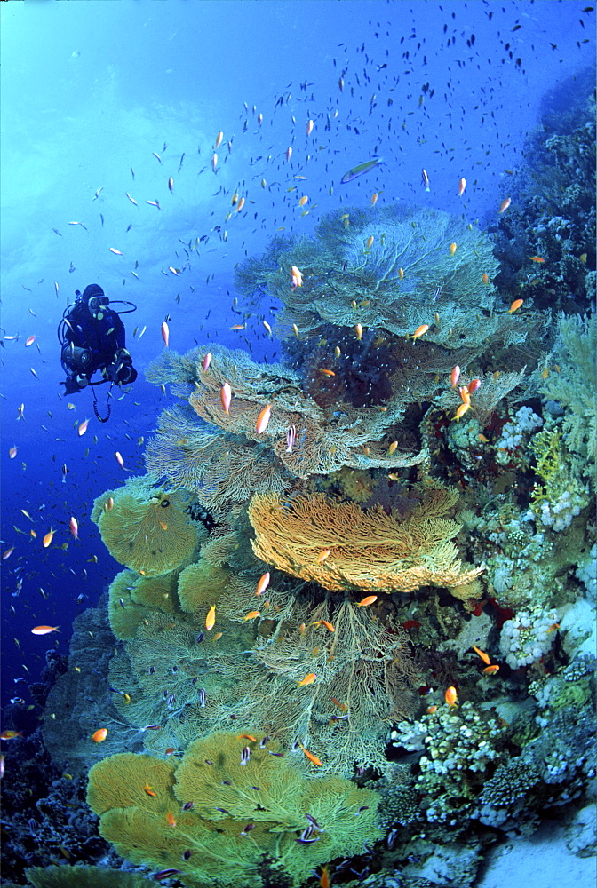 diver in the red sea with some red soft coral